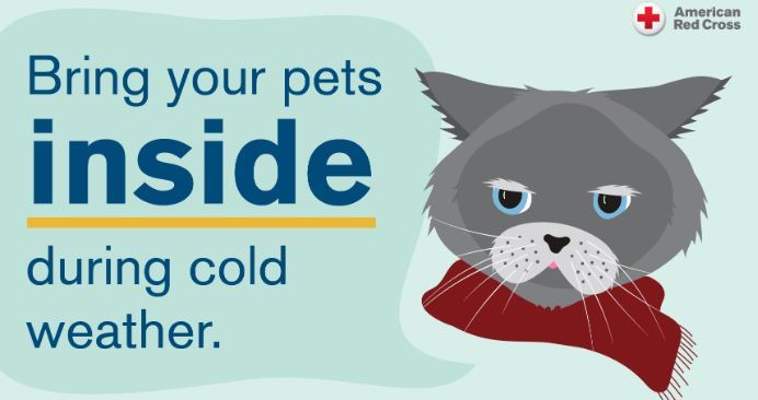 Pet Safety Opens in new window